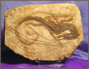  Rick Sardinha-etsy-dragon-fossil