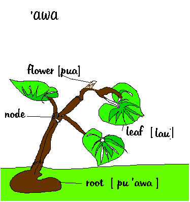 awa hawaii